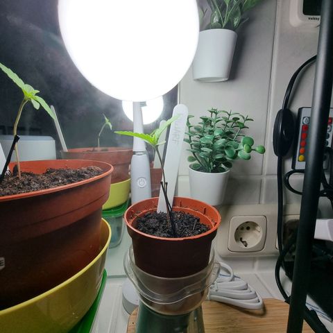 Royal Dwarf Auto growlog photo: <3