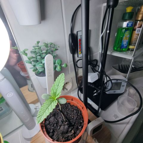 Royal Dwarf Auto growlog photo: <3