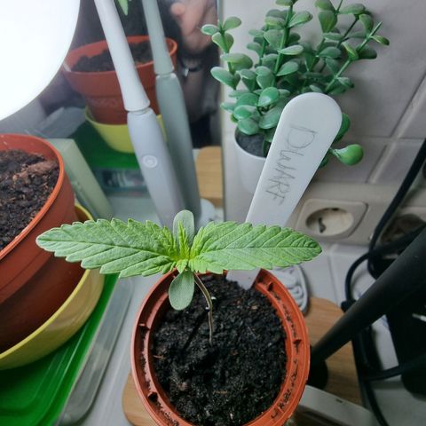 Royal Dwarf Auto growlog photo: <3