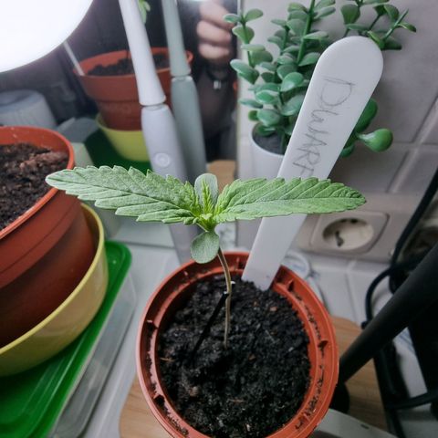 Royal Dwarf Auto growlog photo: <3