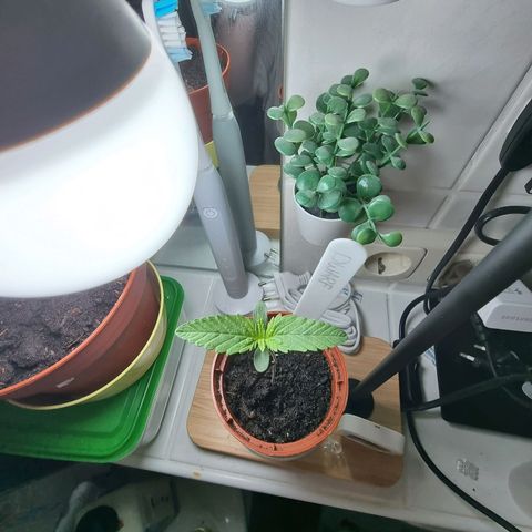Royal Dwarf Auto growlog photo: <3