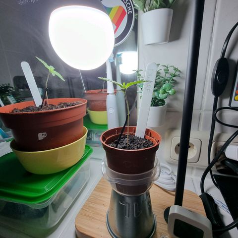 Royal Dwarf Auto growlog photo: <3