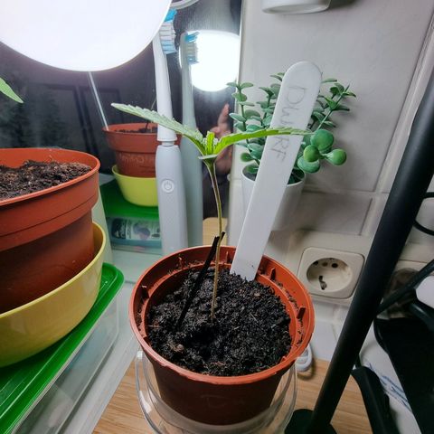 Royal Dwarf Auto growlog photo: <3