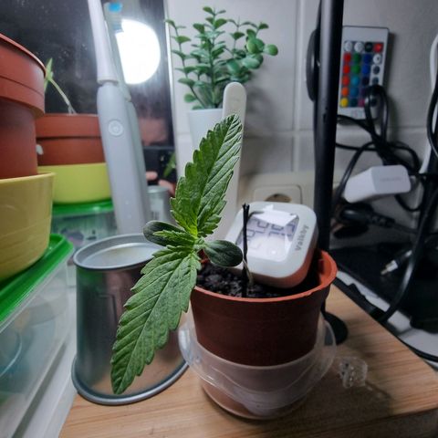 Royal Dwarf Auto growlog photo: <3