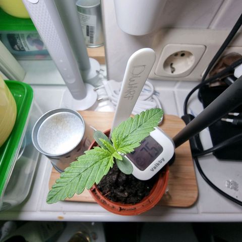 Royal Dwarf Auto growlog photo: <3