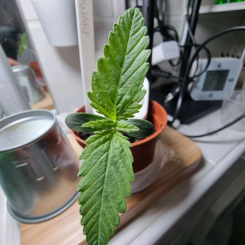 Royal Dwarf Auto growlog photo: <3