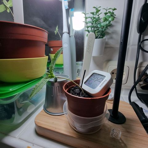 Royal Dwarf Auto growlog photo: <3