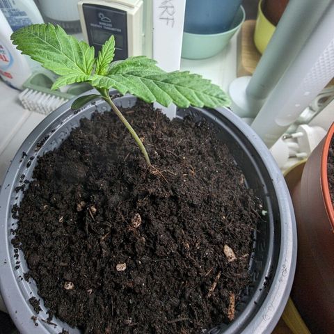 Royal Dwarf Auto growlog photo: Ich bin unglücklich. War umtopfen ein Fehler? 