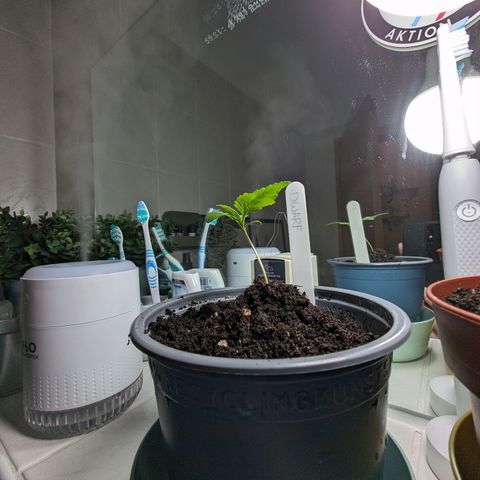 Royal Dwarf Auto growlog photo: Ich bin unglücklich. War umtopfen ein Fehler? 
