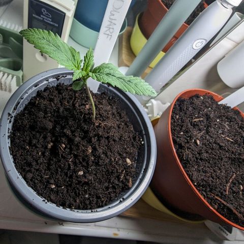 Royal Dwarf Auto growlog photo: Ich bin unglücklich. War umtopfen ein Fehler? 
