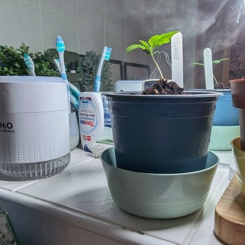 Royal Dwarf Auto growlog photo: Ich bin unglücklich. War umtopfen ein Fehler? 