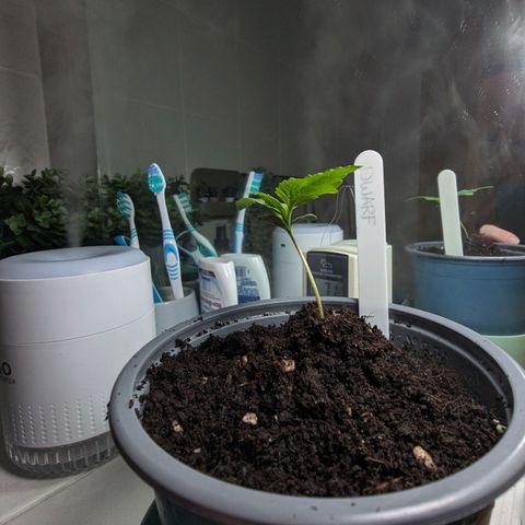 Royal Dwarf Auto growlog photo: Ich bin unglücklich. War umtopfen ein Fehler? 