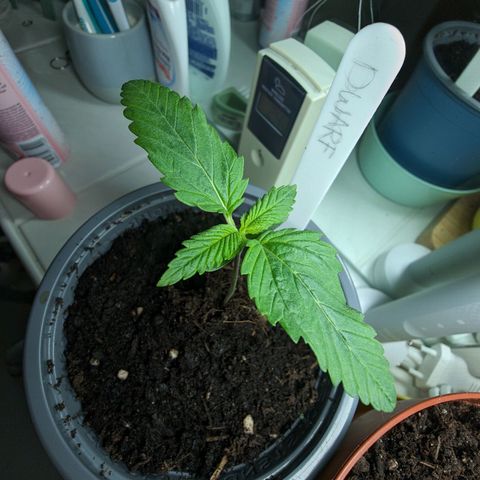 Royal Dwarf Auto growlog timeline photo
