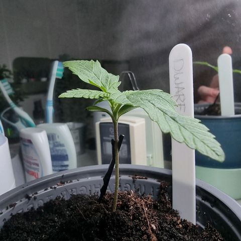 Royal Dwarf Auto growlog timeline photo