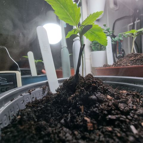Royal Dwarf Auto growlog timeline photo