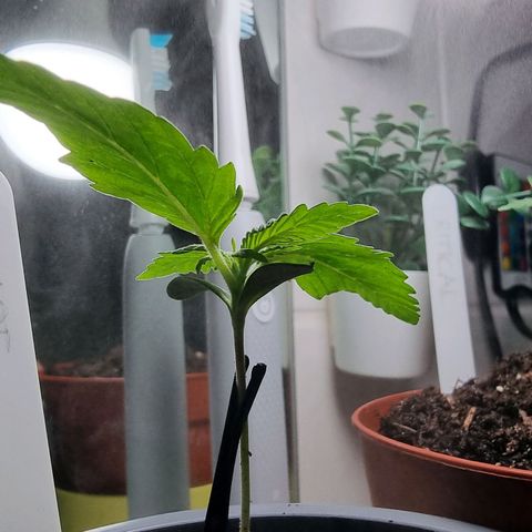 Royal Dwarf Auto growlog timeline photo