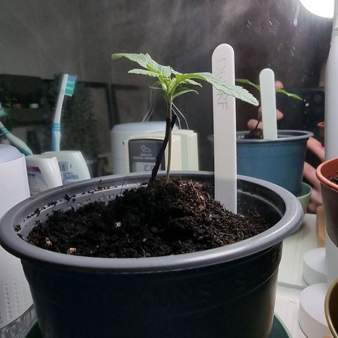 Royal Dwarf Auto growlog timeline photo