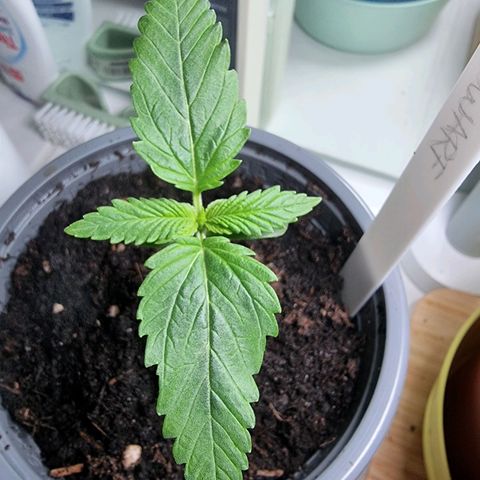 Royal Dwarf Auto growlog timeline photo