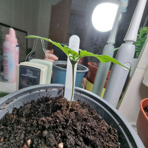 Royal Dwarf Auto growlog timeline photo