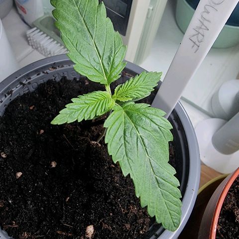 Royal Dwarf Auto growlog timeline photo