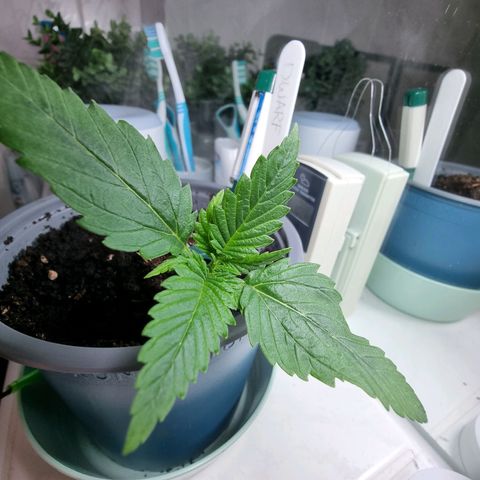 Royal Dwarf Auto growlog timeline photo