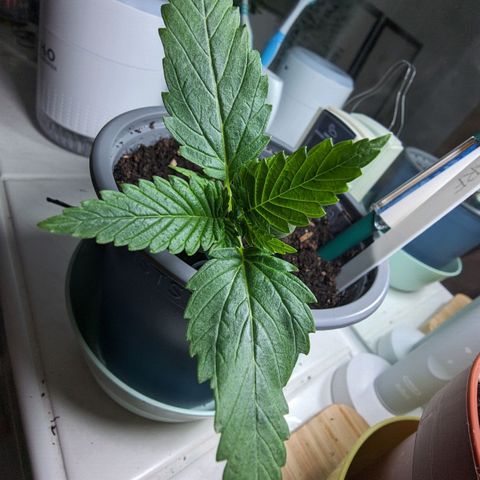Royal Dwarf Auto growlog timeline photo