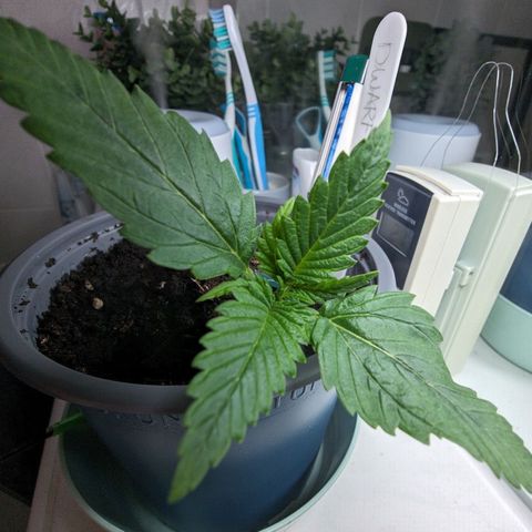 Royal Dwarf Auto growlog timeline photo