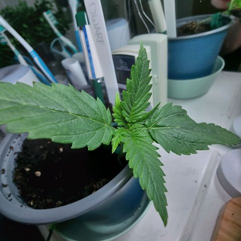 Royal Dwarf Auto growlog timeline photo