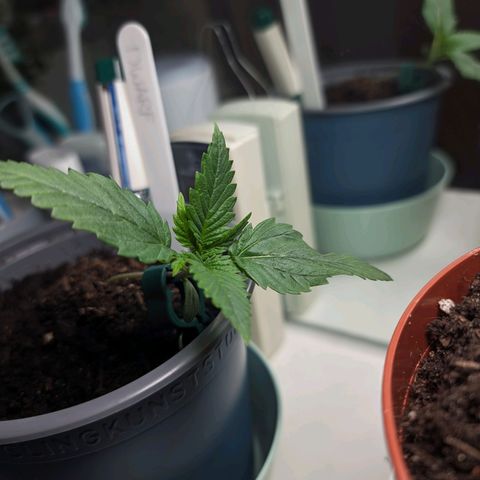 Royal Dwarf Auto growlog timeline photo