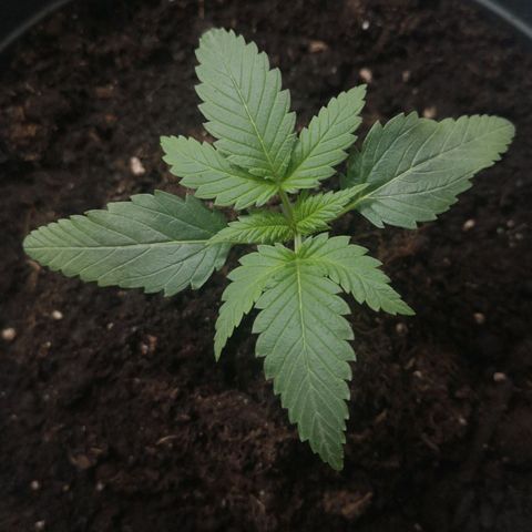 Royal Dwarf Auto growlog timeline photo