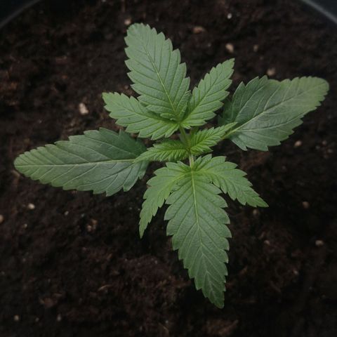 Royal Dwarf Auto growlog timeline photo