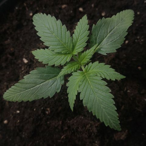 Royal Dwarf Auto growlog timeline photo