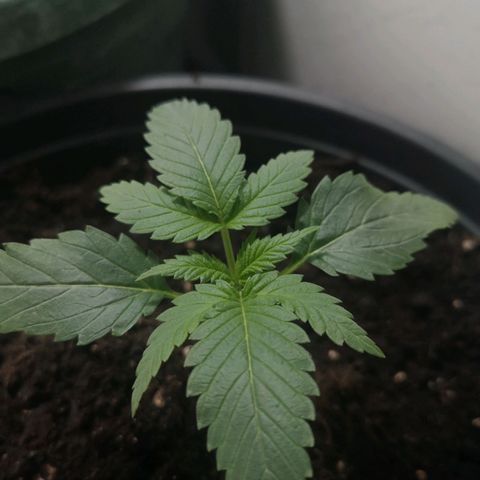 Royal Dwarf Auto growlog timeline photo