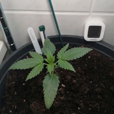Royal Dwarf Auto growlog timeline photo