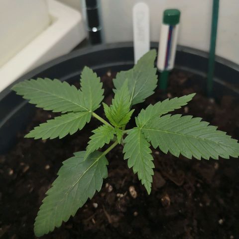 Royal Dwarf Auto growlog timeline photo