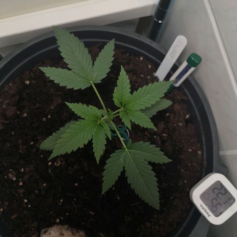 Royal Dwarf Auto growlog timeline photo