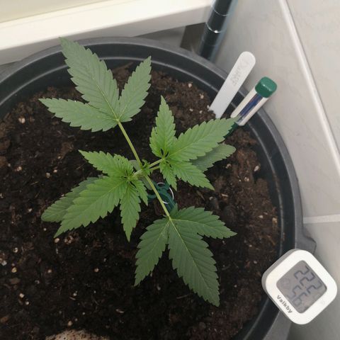 Royal Dwarf Auto growlog timeline photo