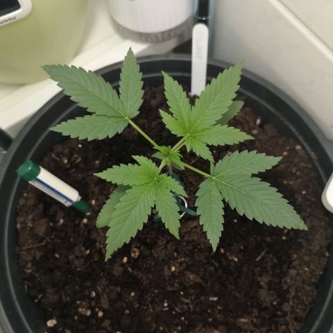 Royal Dwarf Auto growlog photo: sieben fingerchen <3