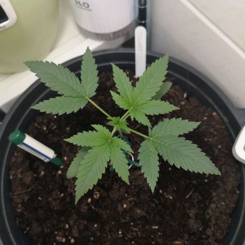 Royal Dwarf Auto growlog photo: sieben fingerchen <3