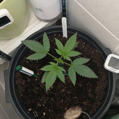 Royal Dwarf Auto growlog photo: sieben fingerchen <3