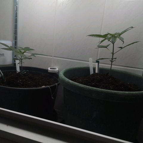 Royal Dwarf Auto growlog photo: <3