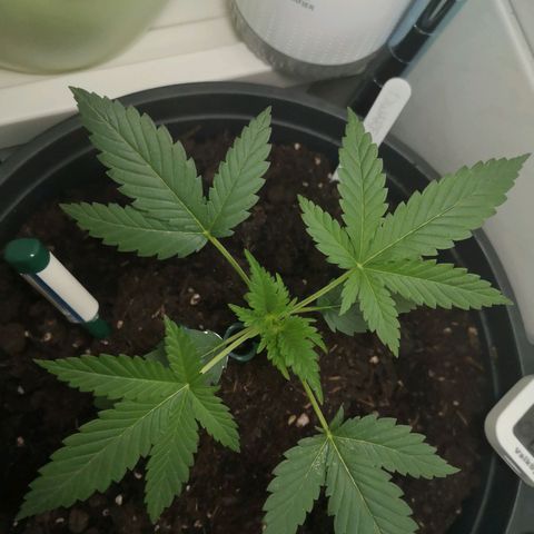 Royal Dwarf Auto growlog photo: <3