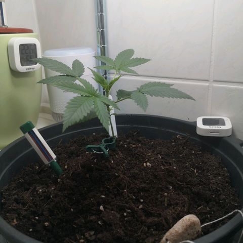 Royal Dwarf Auto growlog photo: <3