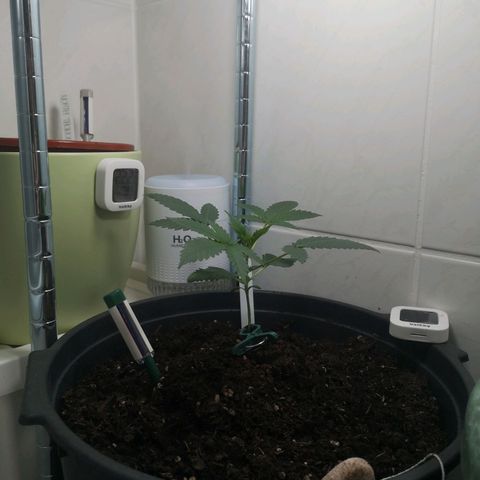 Royal Dwarf Auto growlog photo: <3