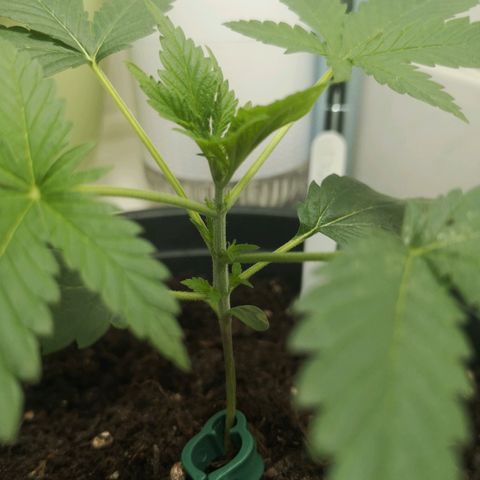 Royal Dwarf Auto growlog photo: <3