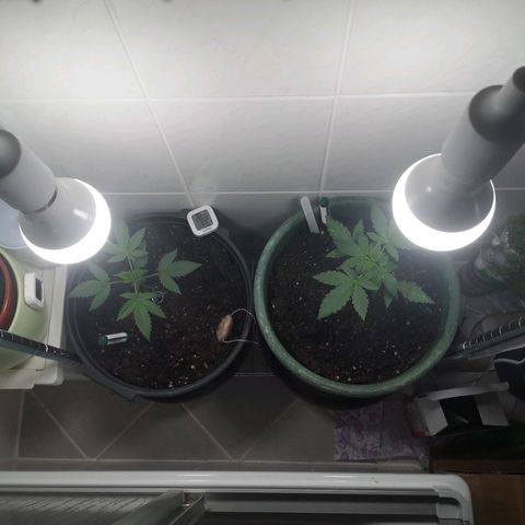 Royal Dwarf Auto growlog photo: <3