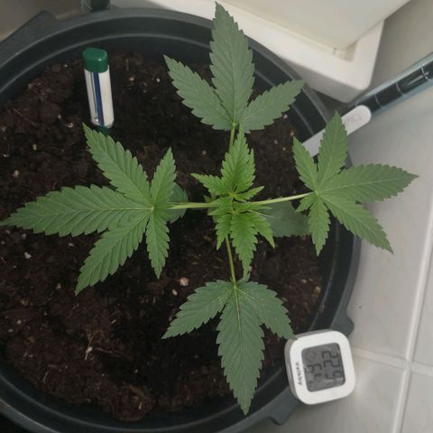 Royal Dwarf Auto growlog timeline photo