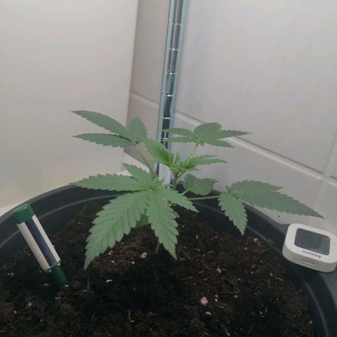 Royal Dwarf Auto growlog timeline photo