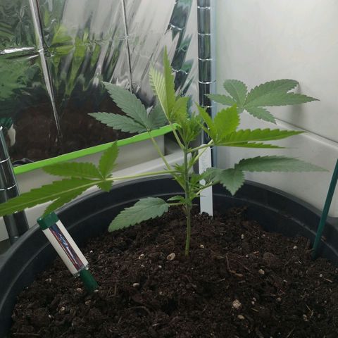 Royal Dwarf Auto growlog photo: WAS WILLST DU DENN? 