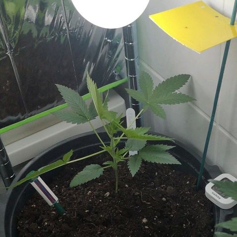 Royal Dwarf Auto growlog photo: WAS WILLST DU DENN? 
